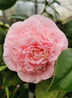 Camélia du Japon - Camélia d'hiver - CAMELLIA japonica 'Debutante' - Terre de bruyère