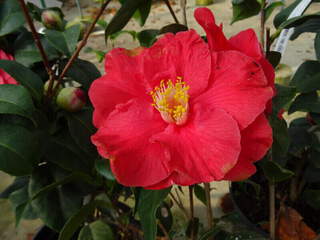 Camélia du Japon - Camélia d'hiver - CAMELLIA japonica 'Diamond head' - Terre de bruyère