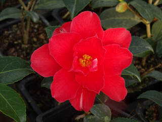 Camélia du Japon - Camélia d'hiver - CAMELLIA japonica 'Freedom bell' - Terre de bruyère