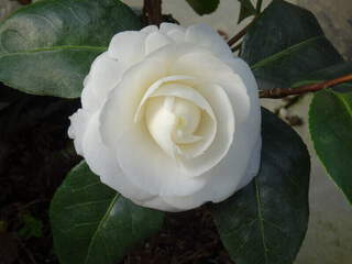 Camélia du Japon - Camélia d'hiver - CAMELLIA japonica 'Imbricata alba' - Terre de bruyère