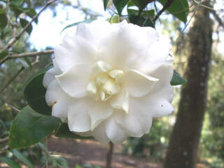 Camélia du Japon - Camélia d'hiver - CAMELLIA japonica 'Candidissima' - Terre de bruyère