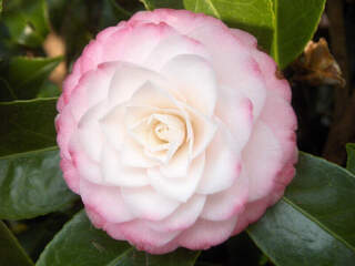 Camélia du Japon - Camélia d'hiver - CAMELLIA japonica 'Kitty' - Terre de bruyère