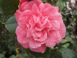 Camélia du Japon - Camélia d'hiver - CAMELLIA japonica 'Triomphant' - Terre de bruyère