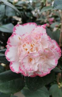 Camélia du Japon - Camélia d'hiver - CAMELLIA japonica 'Margaret Davis' - Terre de bruyère