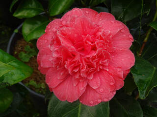 Camélia du Japon - Camélia d'hiver - CAMELLIA japonica 'Mme Martin Cachet' - Terre de bruyère