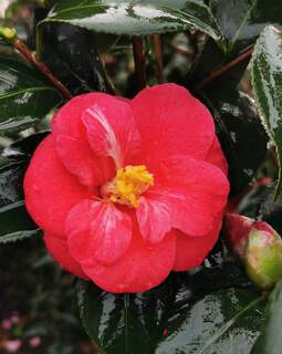 Camélia du Japon - Camélia d'hiver - CAMELLIA japonica 'Moshio' - Terre de bruyère