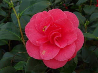 Camélia du Japon - Camélia d'hiver - CAMELLIA japonica 'Santorelli' - Terre de bruyère