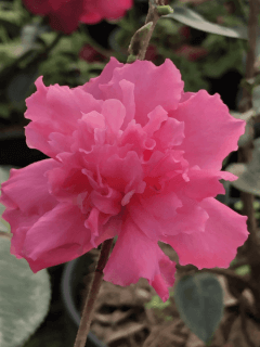 Camélia d'automne - CAMELLIA sasanqua 'Sparkling burgundy' - Terre de bruyère