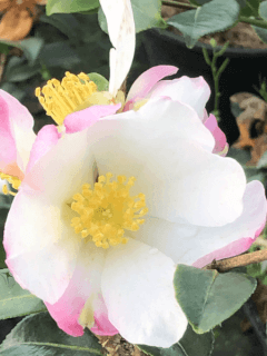 Camélia d'automne - CAMELLIA sasanqua 'Versicolor' - Terre de bruyère