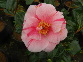 Camélia du Japon - Camélia d'hiver - CAMELLIA japonica 'Tricolor' - Terre de bruyère