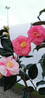 Camellia tricolor