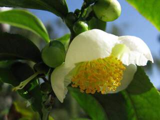 Camelia, arbre à thé - CAMELLIA sinensis - Terre de bruyère