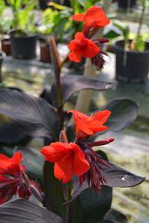 Balisier - Canna 'black knight' - Bulbe