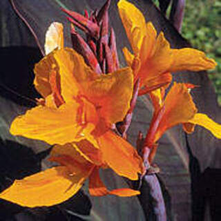 Canna semaphore