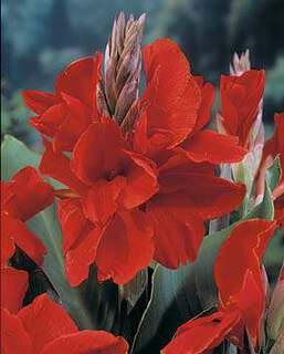 Balisier - CANNA nain Strasbourg - Bulbe