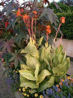 Canna Striata