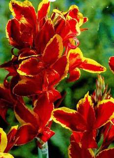 Balisier - CANNA nain Lucifer - Bulbe