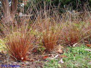 Laiche - CAREX buchananii - Graminées