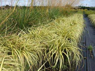 Carex 'Evergold' at