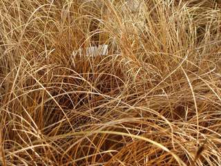 Carex - CAREX flagellifera - Graminées