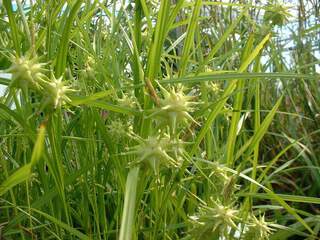 Laiche de gray - CAREX grayi - Graminées