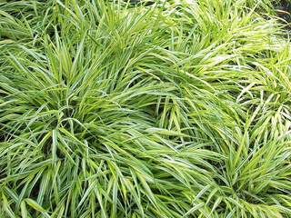 Laiche - CAREX morrowii 'Aureovariegata' - Graminées