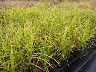 Laiche - CAREX muskingumensis - Graminées