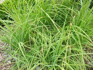 Laiche - CAREX panicea - Graminées