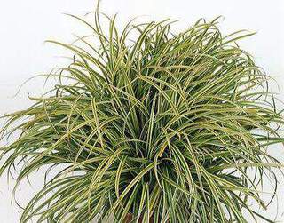 Laiche - CAREX 'Silver Sceptre' - Graminées