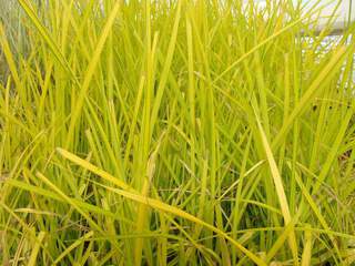 Laiche dorée - CAREX stricta 'Aurea' - Graminées