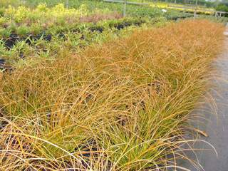 Laiche - CAREX testacea - Graminées