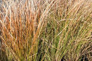 Laiche - CAREX Testacea 'Prairie Fire' - Graminées