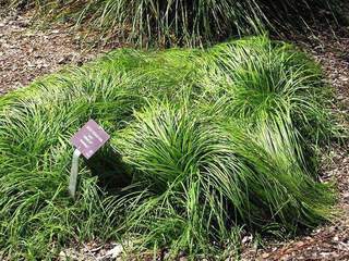 Laiche - CAREX caryophyllea The Beatles - Graminées