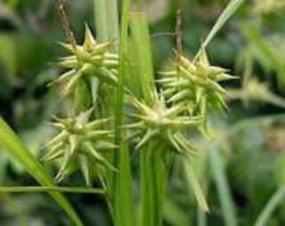 carex-grayi-fru-graminées