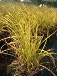 gramineés carex stricta aurea