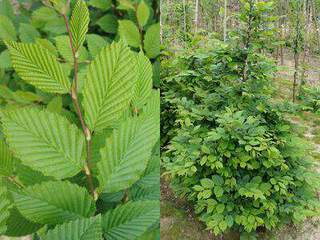 CARPINUS betulus