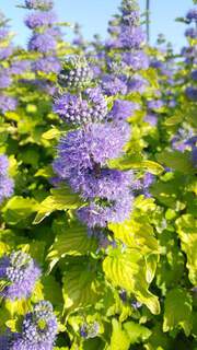 Caryopteris Good as Gold (7)