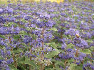 Barbe bleue - CARYOPTERIS clandonensis 'Grand Bleu®' - Arbuste