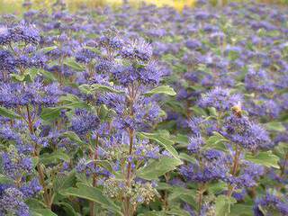Barbe bleue - CARYOPTERIS clandonensis 'Grand Bleu®' - Arbuste
