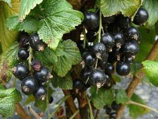 Ribes nigrum - CASSISSIER 'Noir de Bourgogne' - Arbre fruitier