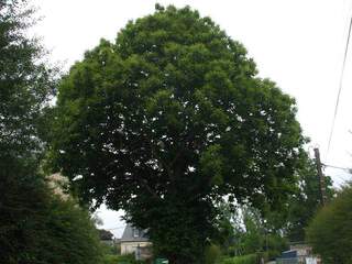 CASTANEA sativa AT