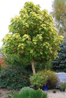 catalpa_bignonioides_aurea