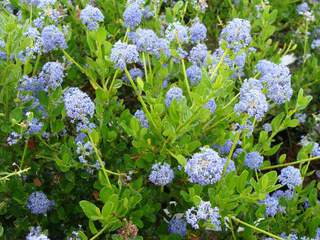 Lilas de Californie - Céanothe - CEANOTHUS impressus 'Victoria' - Arbuste