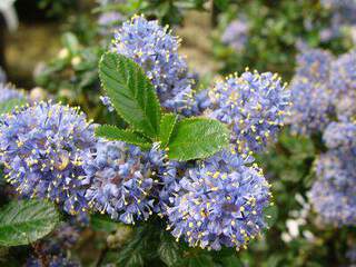 CEANOTHE Blue Mound