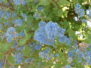 Lilas de Californie - Céanothe - CEANOTHUS 'Burkwoodii' - Arbuste