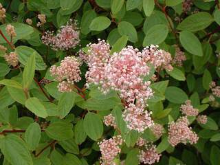 CEANOTHUS 'Marie simon' .JPG