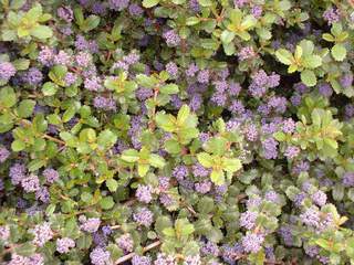 CEANOTHUS emily brown 3