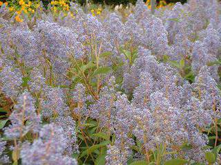 Lilas de Californie, ceanothe - CEANOTHUS delileanus 'Gloire de Versailles' - Arbuste