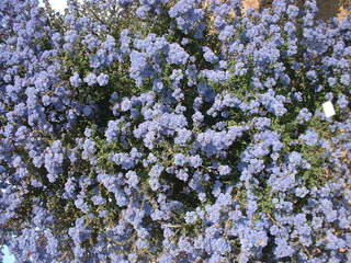 Lilas de Californie - CEANOTHUS impressus 'Puget blue' - Arbuste