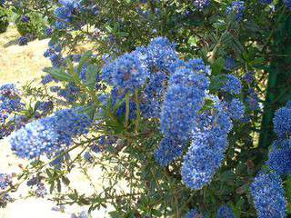 Lilas de californie, Ceanothe - CEANOTHUS 'Italian skies' - Arbuste